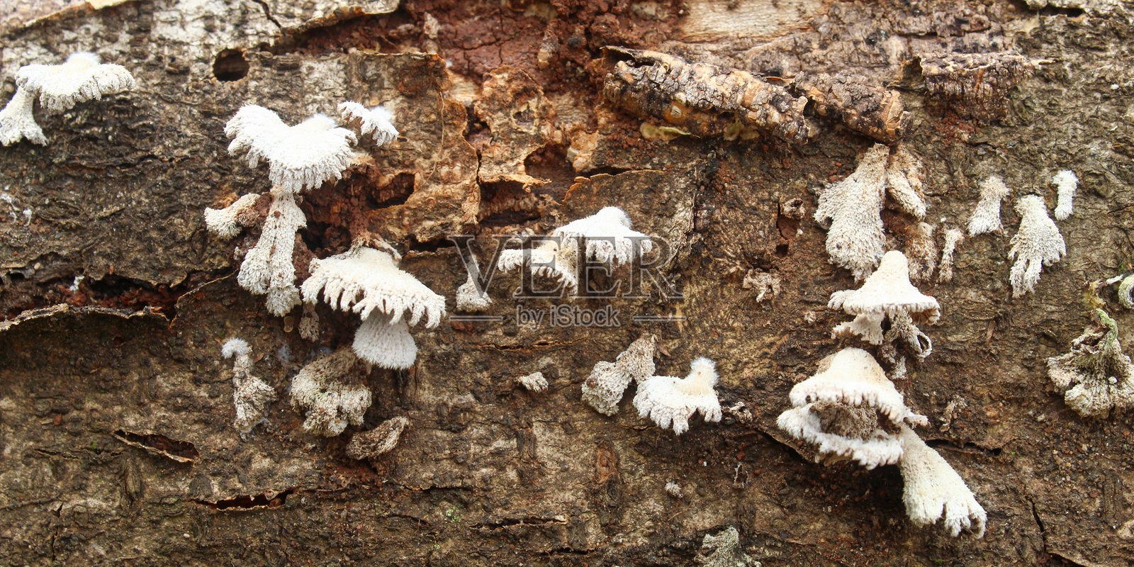 裂褶菌生长在腐烂的树干表面照片摄影图片