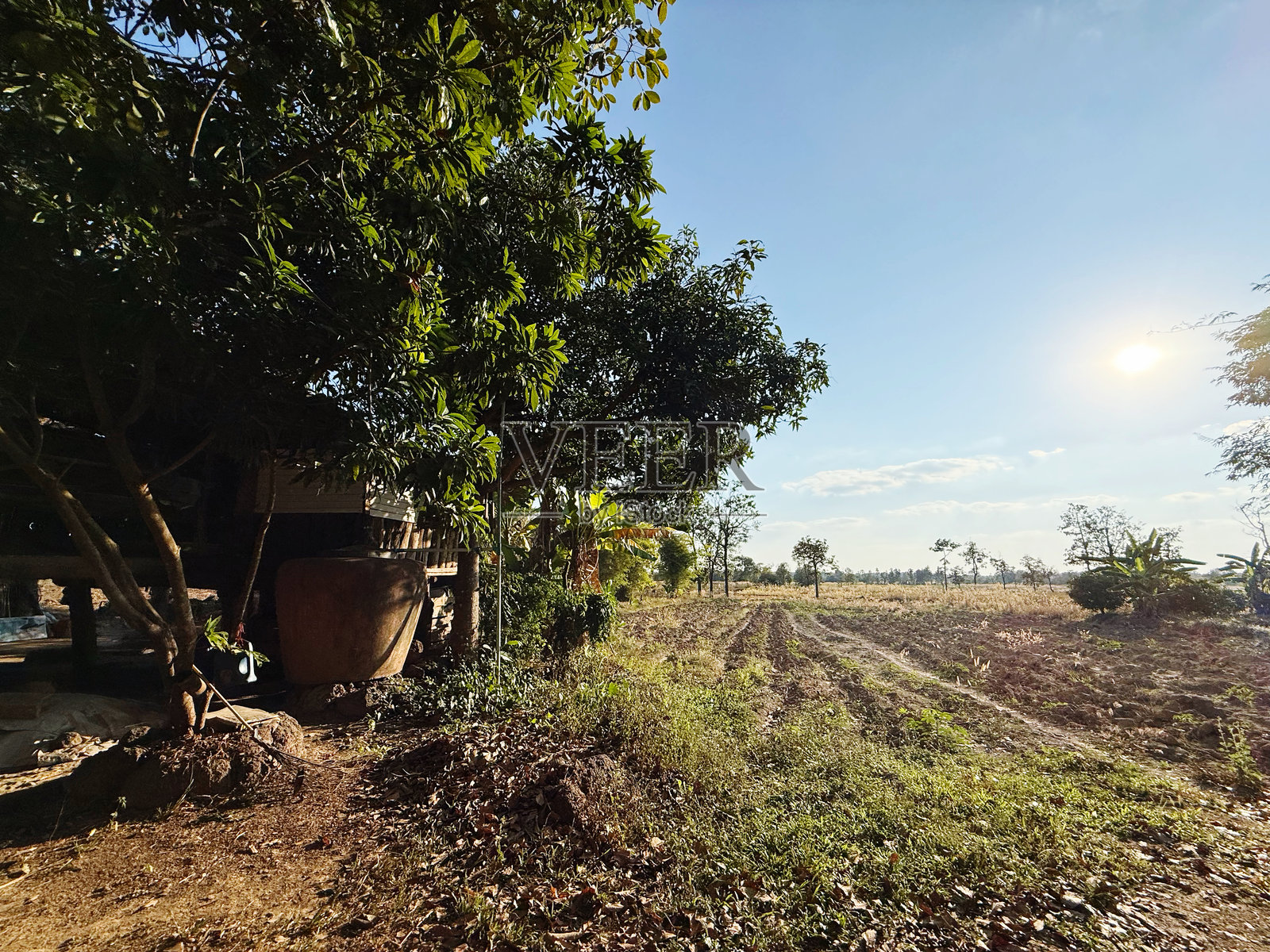 蓝天白云下的田野土路照片摄影图片