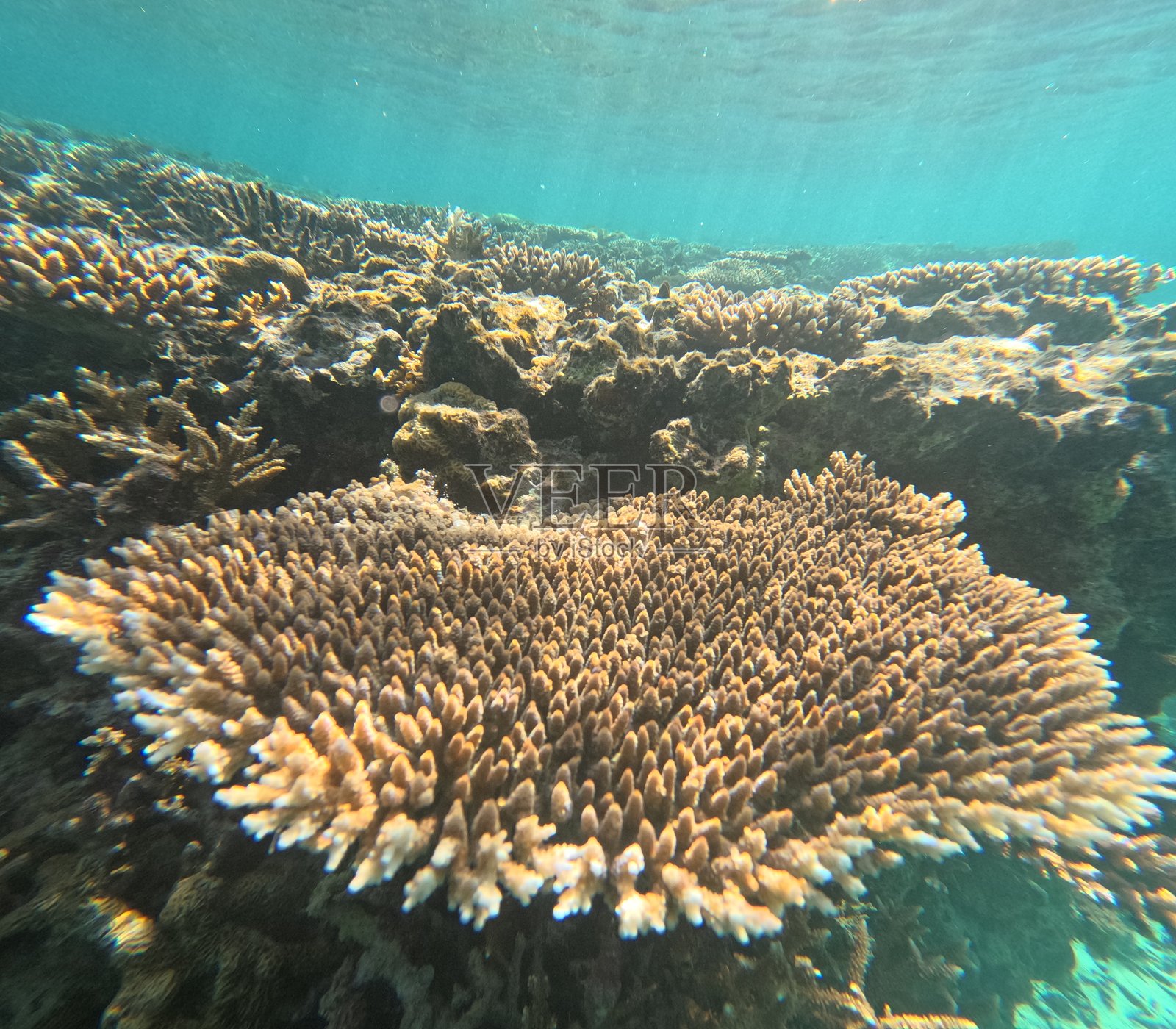 特写镜头:锋利的白色硬珊瑚枝,展现精美的海底纹理照片摄影图片