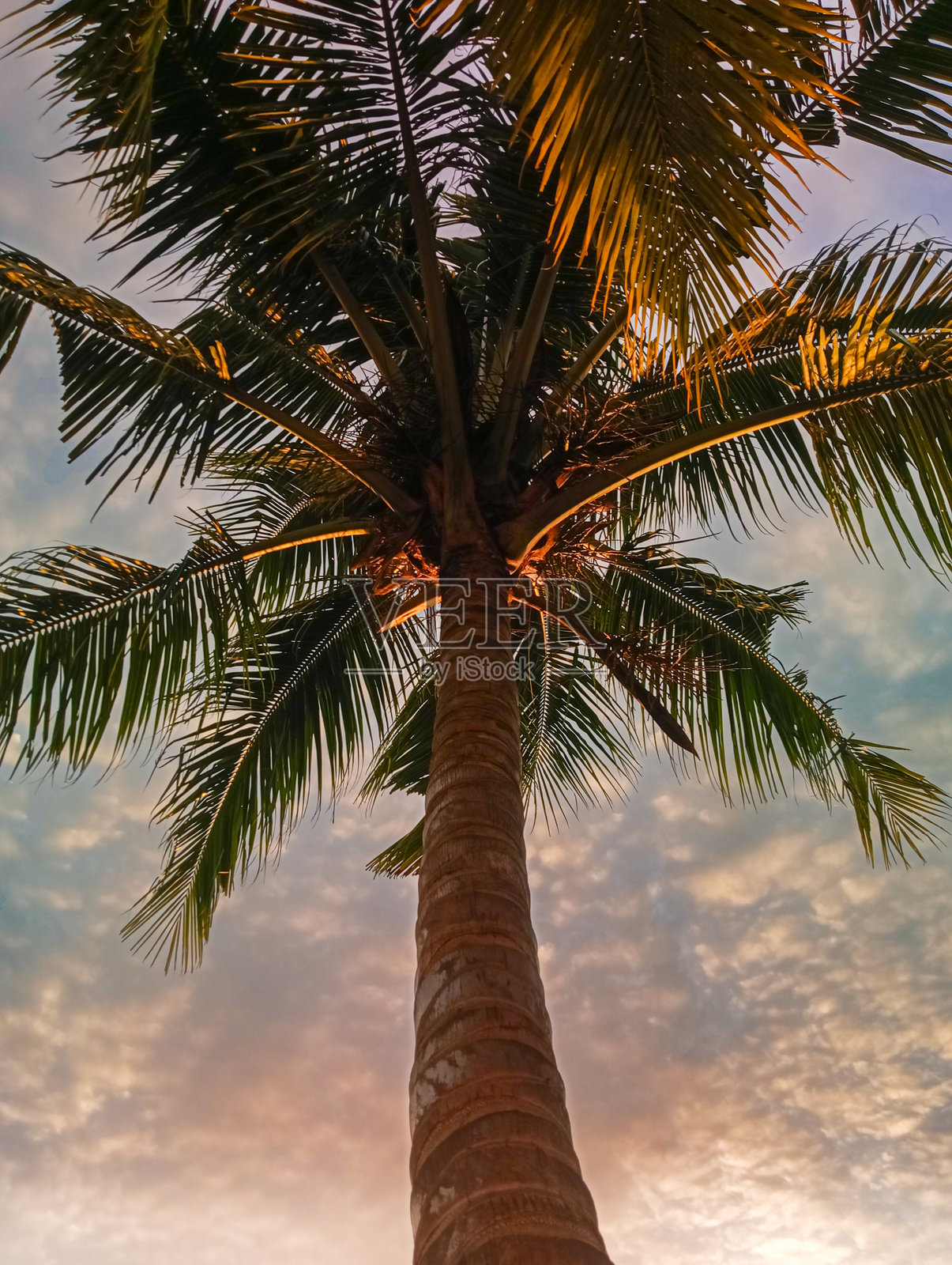 椰子树照片摄影图片