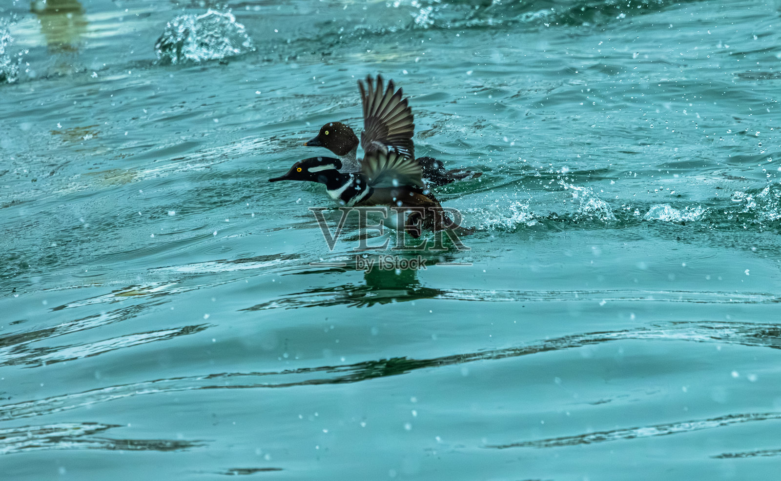 戴帽潜鸭与金眼鸭照片摄影图片
