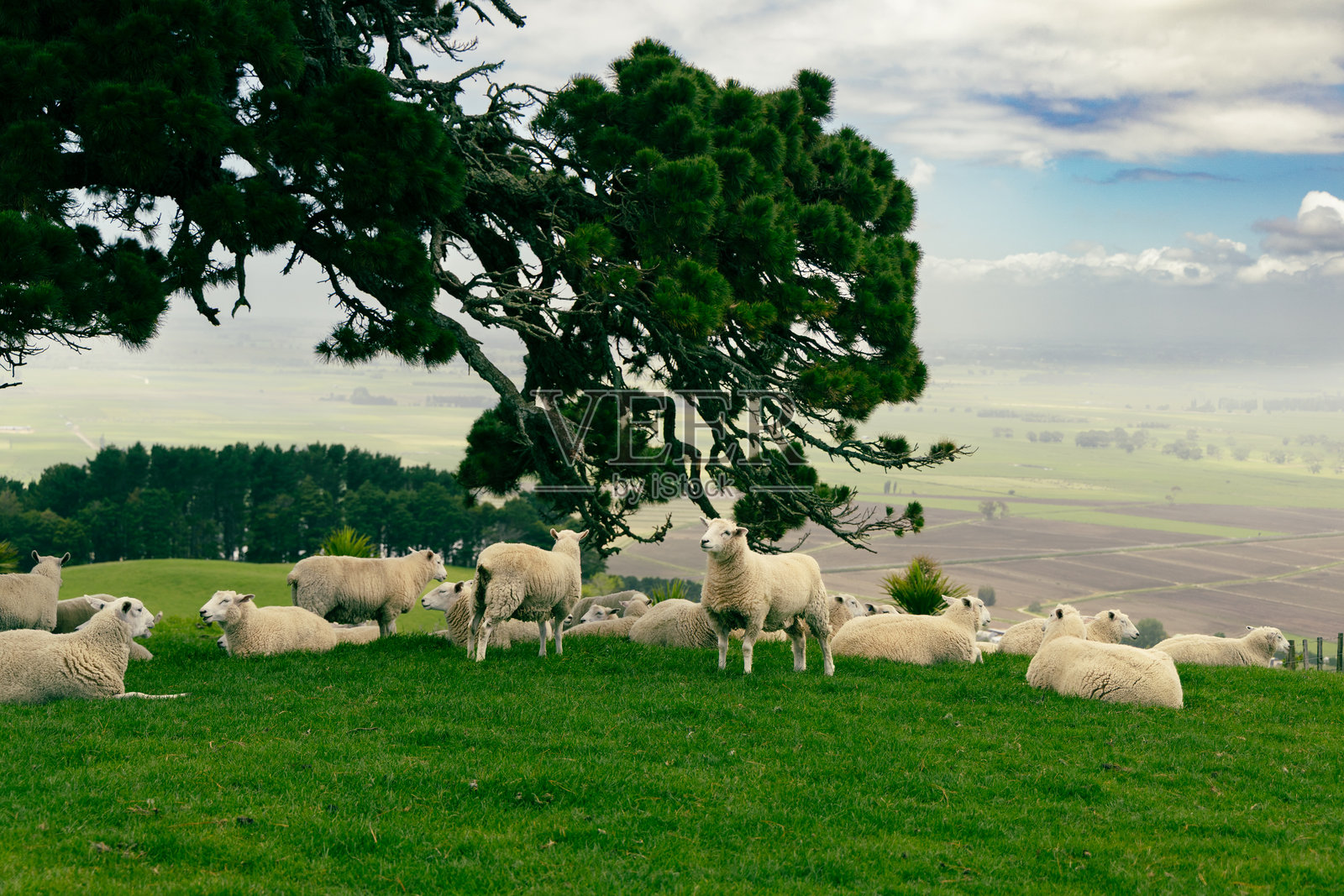 羊群在山坡大树下休息照片摄影图片