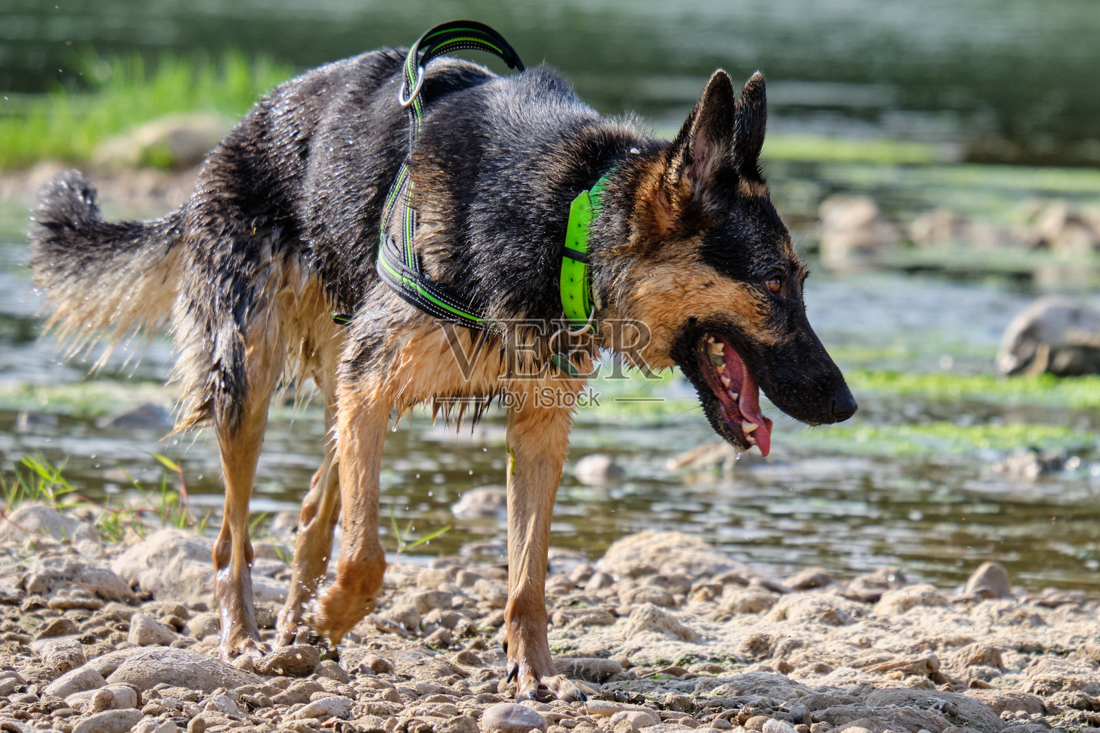 活泼的狗在自然环境中探索河流。照片摄影图片