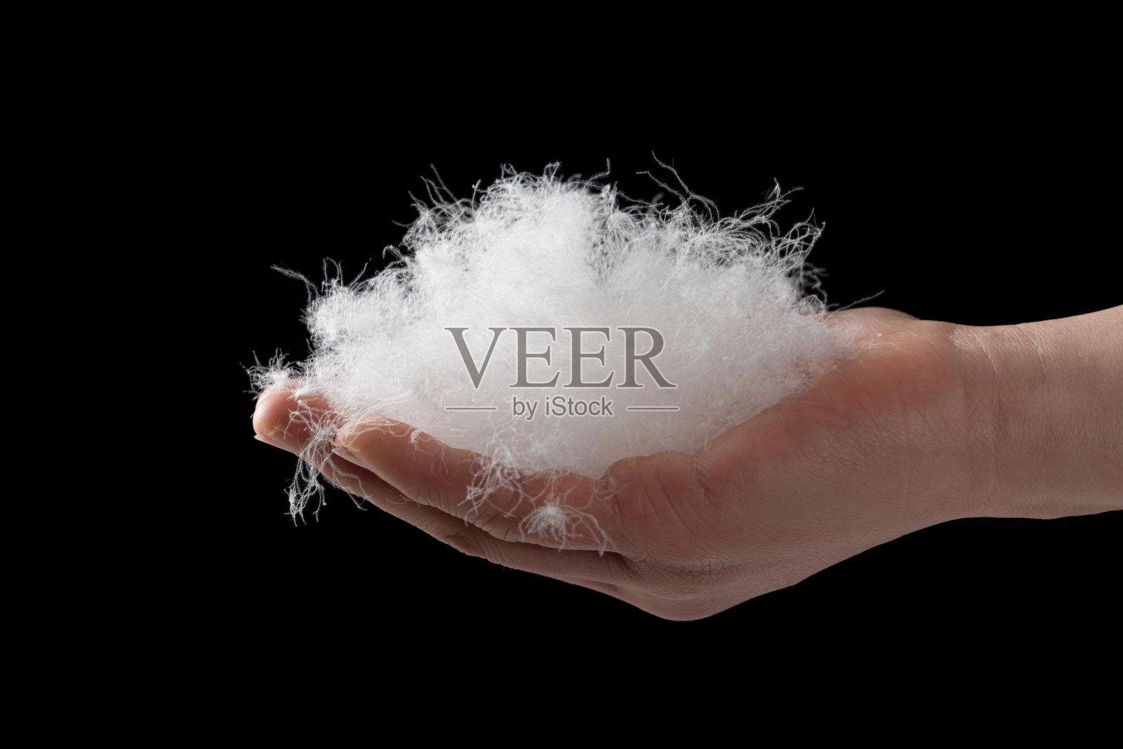 特写,一只手按住一根羽毛,黑色背景上分离照片摄影图片