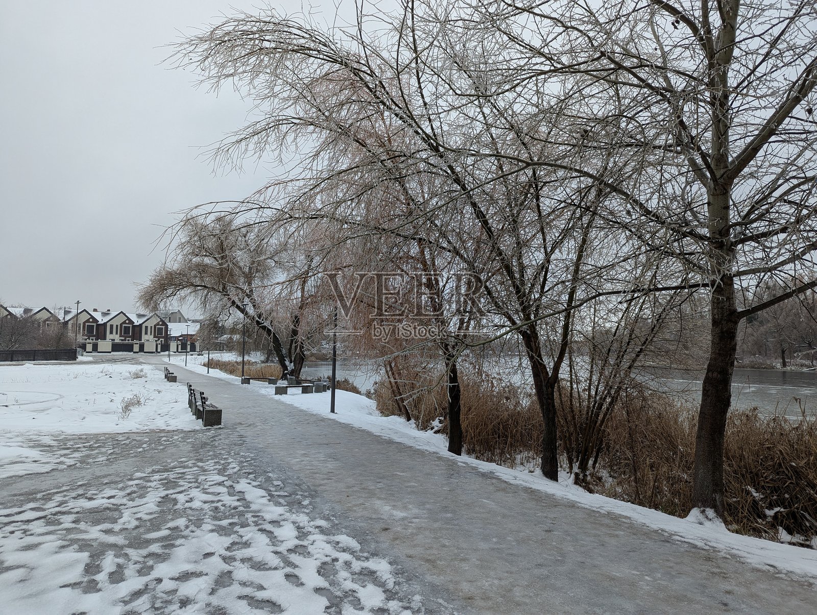 冬日里,城市公园河畔的冰封树木照片摄影图片