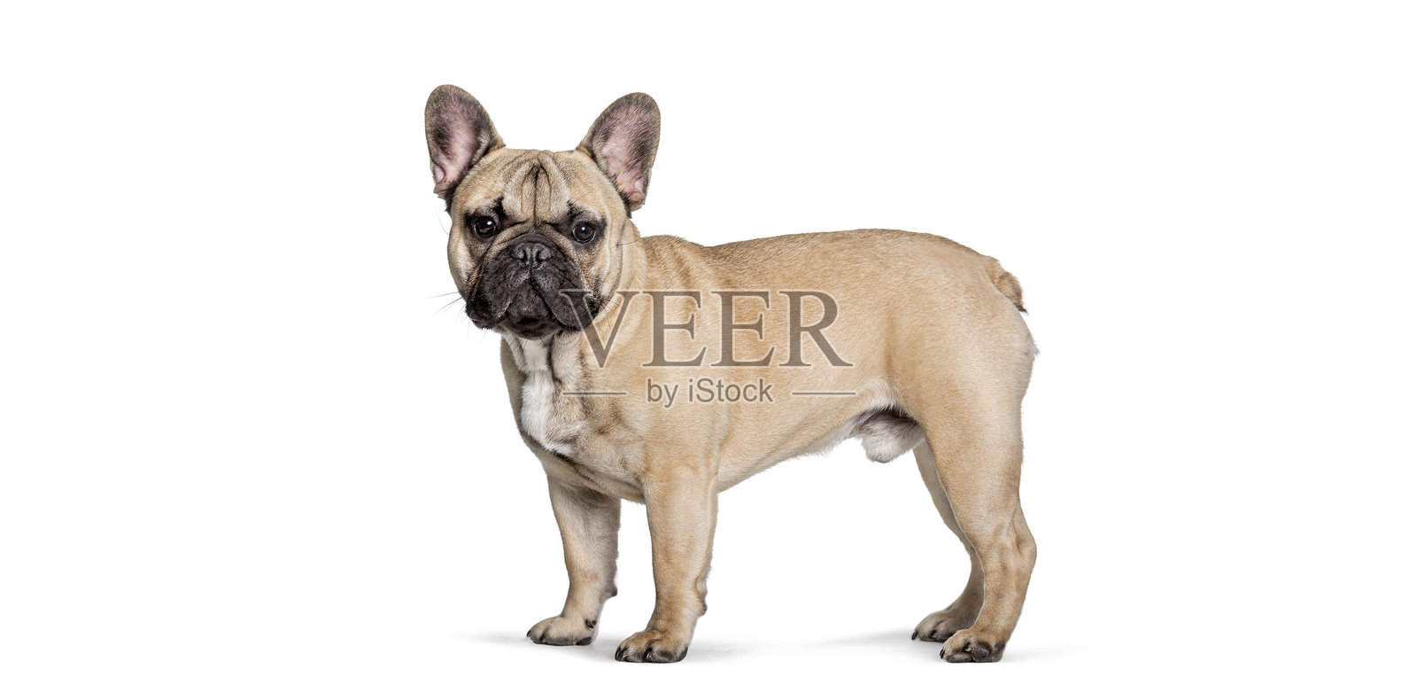 工作室拍摄的浅黄色法斗犬,白色背景隔离照片摄影图片