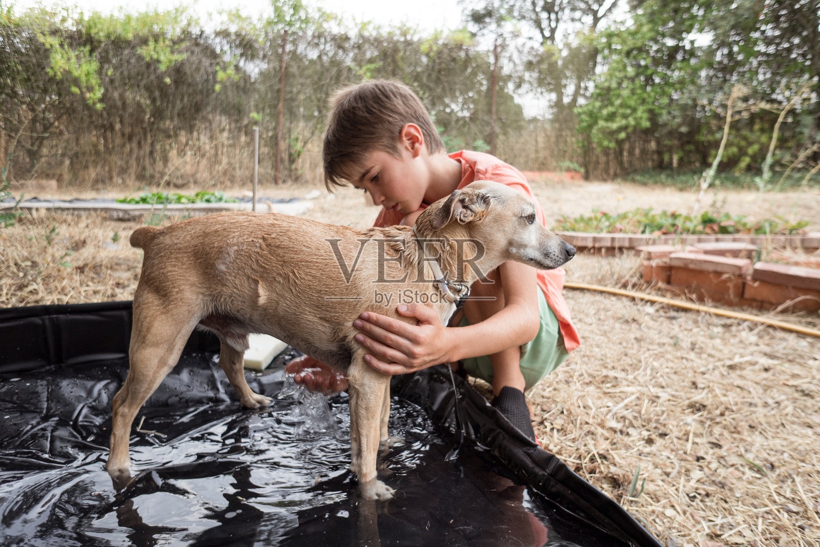 男孩在后院的小泳池里给他的狗洗澡照片摄影图片