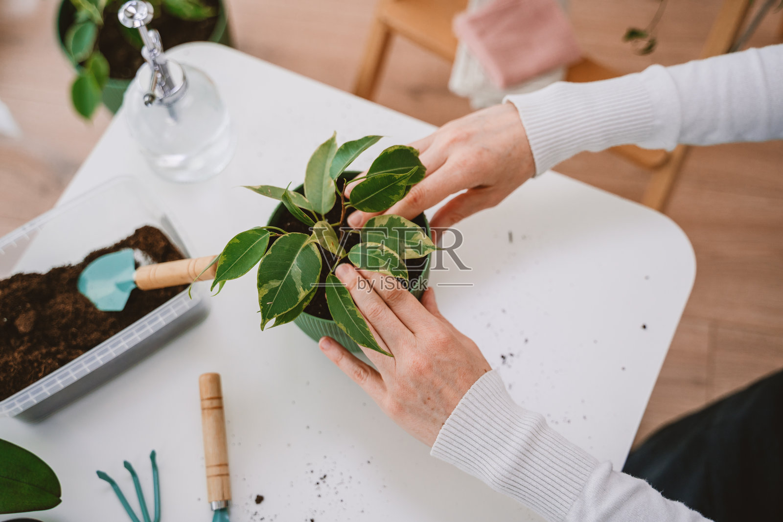 室内园艺:在家照料盆栽植物的人照片摄影图片