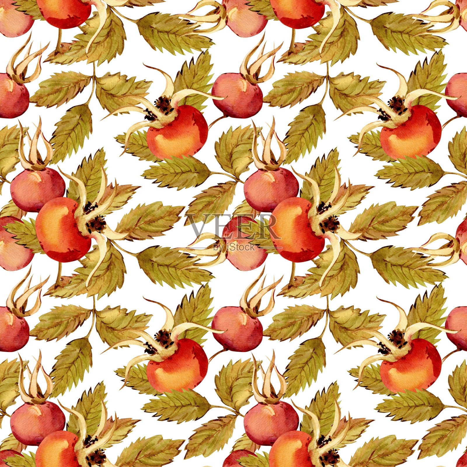 玫瑰果、浆果和绿叶的无缝图案,孤立在白色背景上。手绘植物玫瑰果枝。草本茶标签的剪贴画。插画图片素材