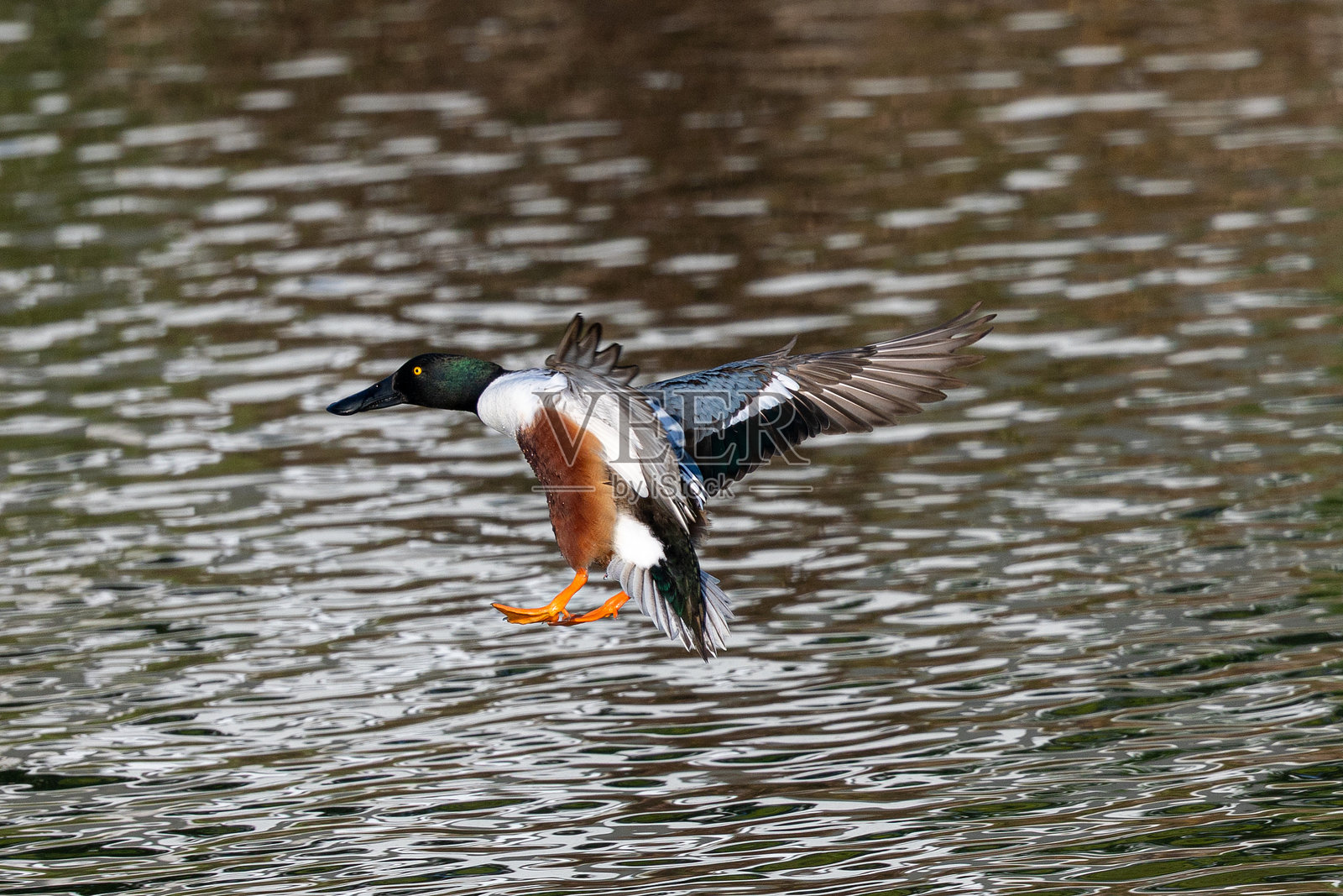 一只色彩斑斓的雄性罗纹鸭在美丽的晨光中降落,摄于加州北部的野外照片摄影图片