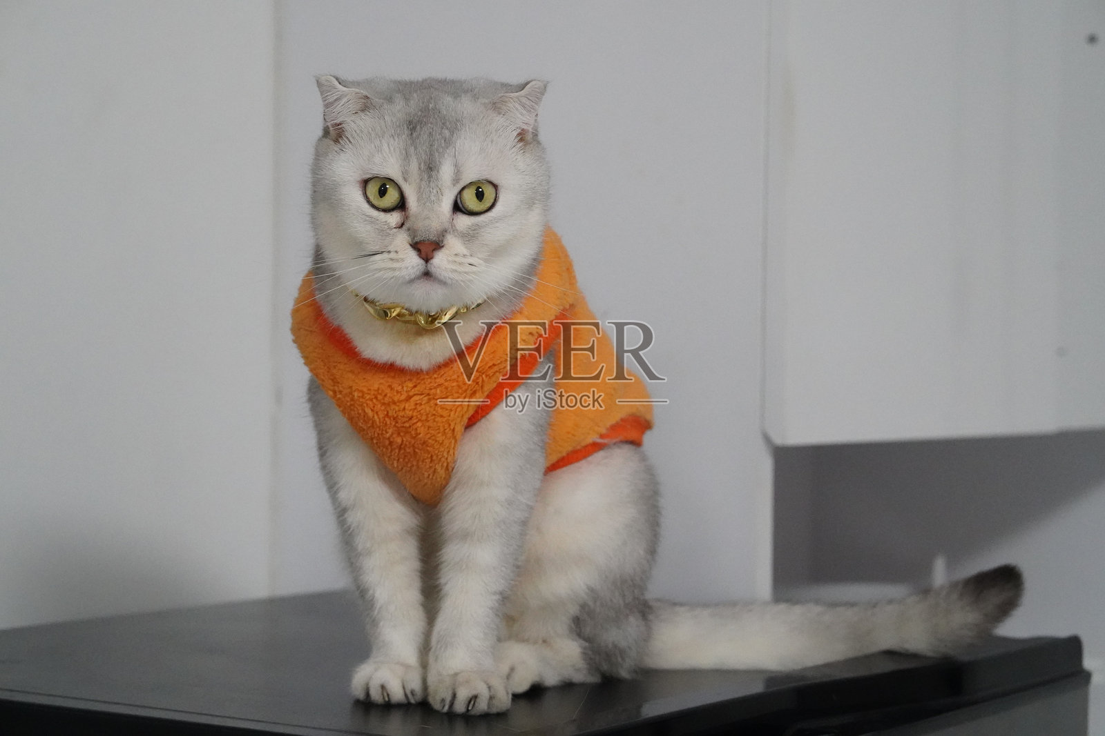 穿着橙色毛衣的猫坐在黑色表面上,展示着它独特的特征和俏皮的神态。猫咪的大眼睛和蓬松的毛皮增添了它的魅力和个性。照片摄影图片