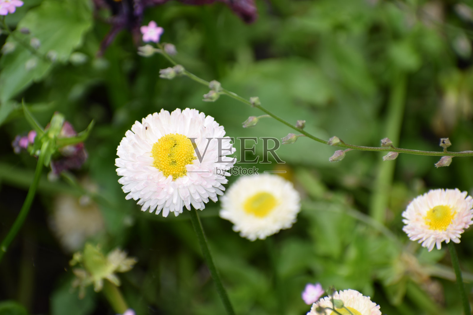 花园里盛开的蓬松白色雏菊,中心呈明亮的黄色,特写镜头照片摄影图片