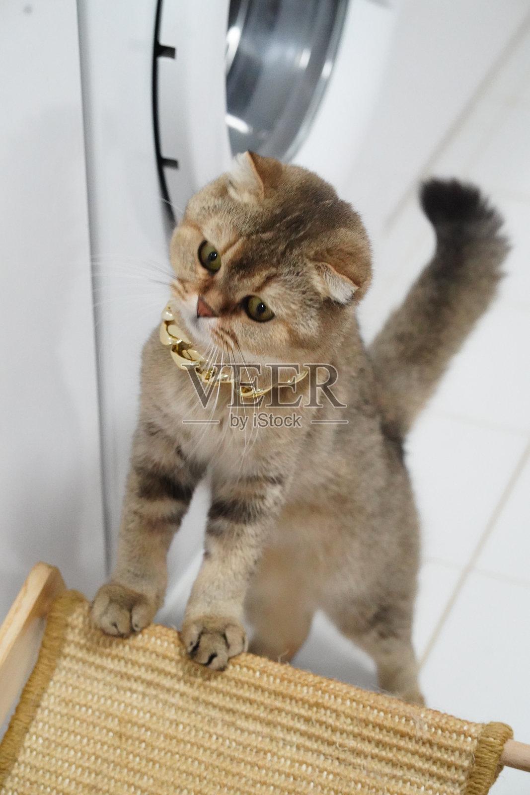 戴着金色项圈的顽皮猫咪正伸爪去够编织垫子,展现出好奇的天性。猫毛柔软蓬松,更添可爱模样。照片摄影图片