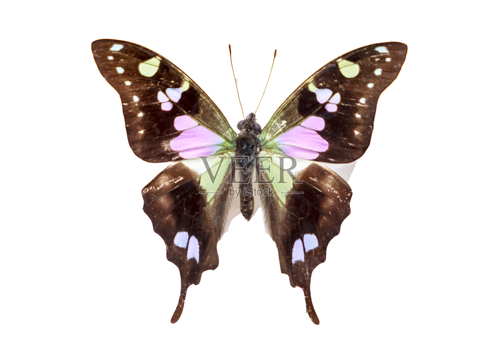 精美的蝴蝶标本照片摄影图片