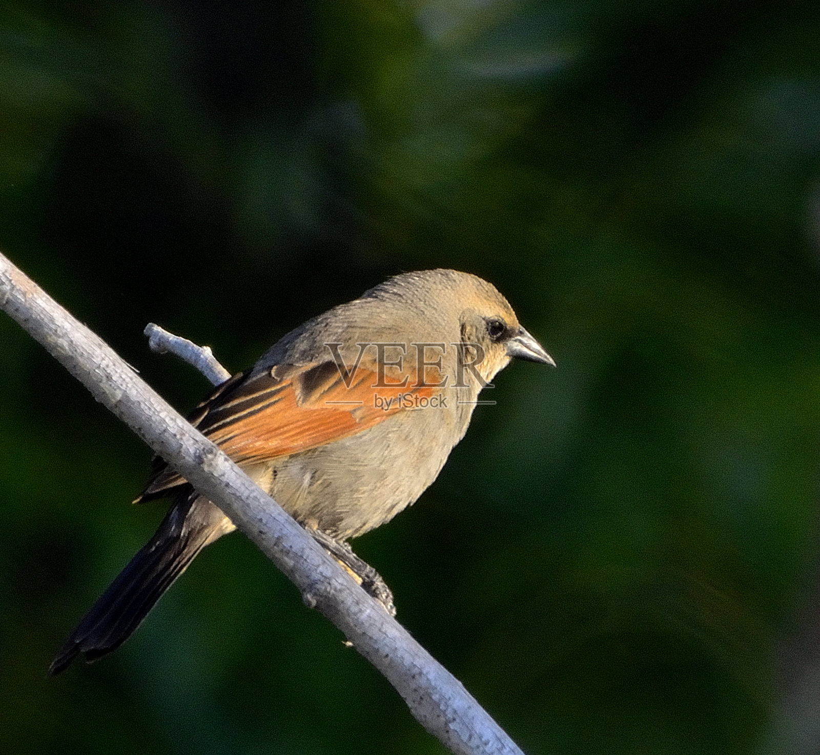 鸟照片摄影图片