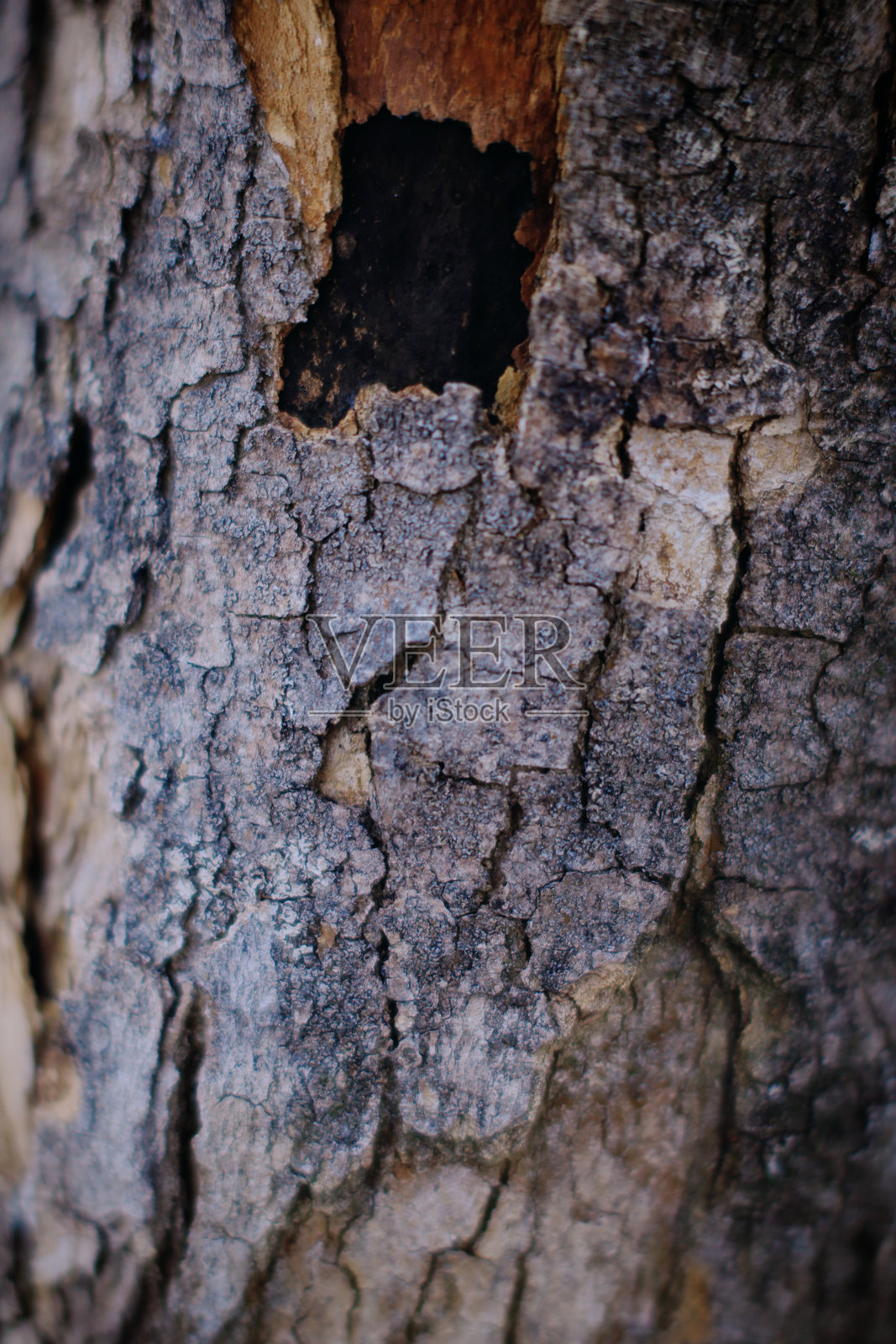 树皮和苔藓纹理照片摄影图片