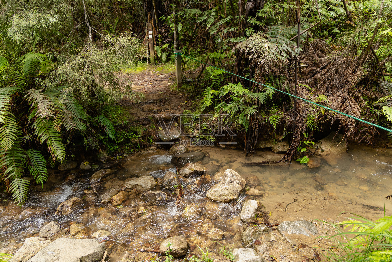 茂密的蕨类植物旁边的森林溪流渡口照片摄影图片