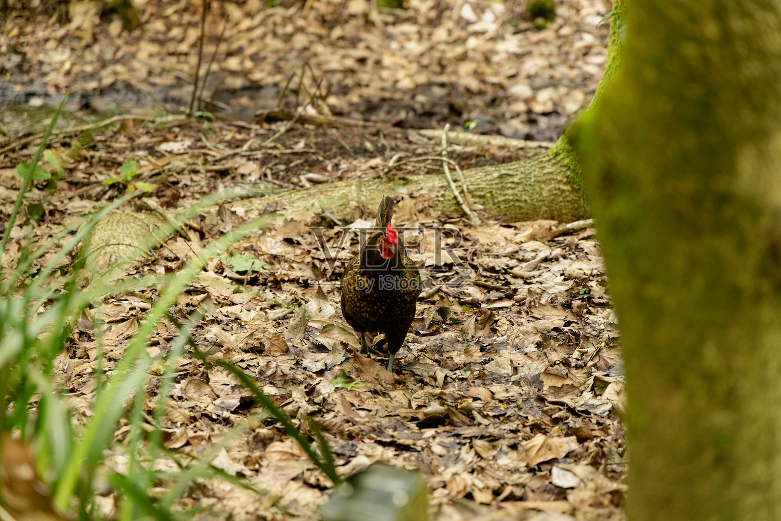 棕色母鸡走在落叶的森林地面上照片摄影图片