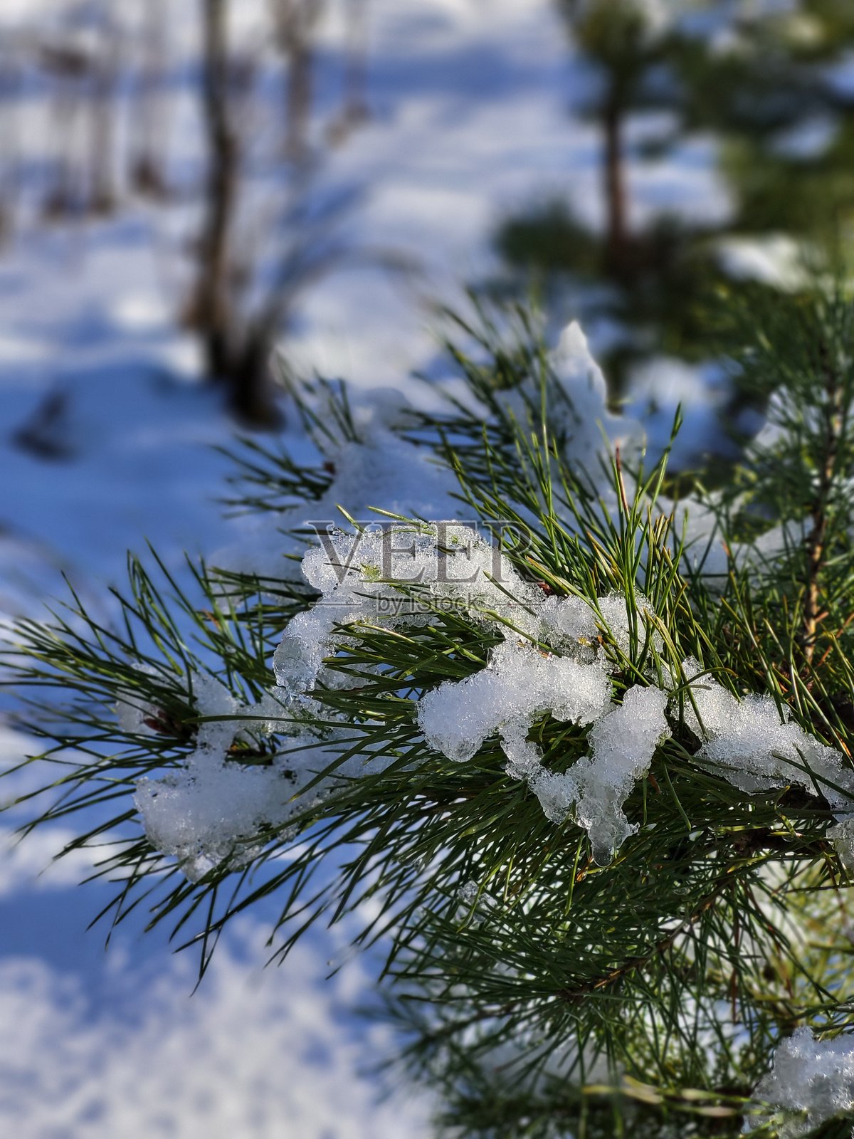 雪覆盖的松枝特写照片摄影图片