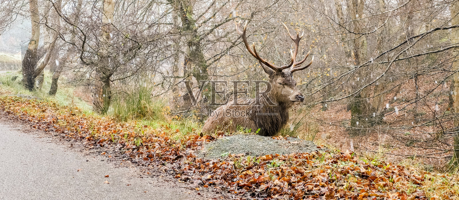 高地牛是农场里常见的奇妙动物之一,它有着独特的个性。照片摄影图片