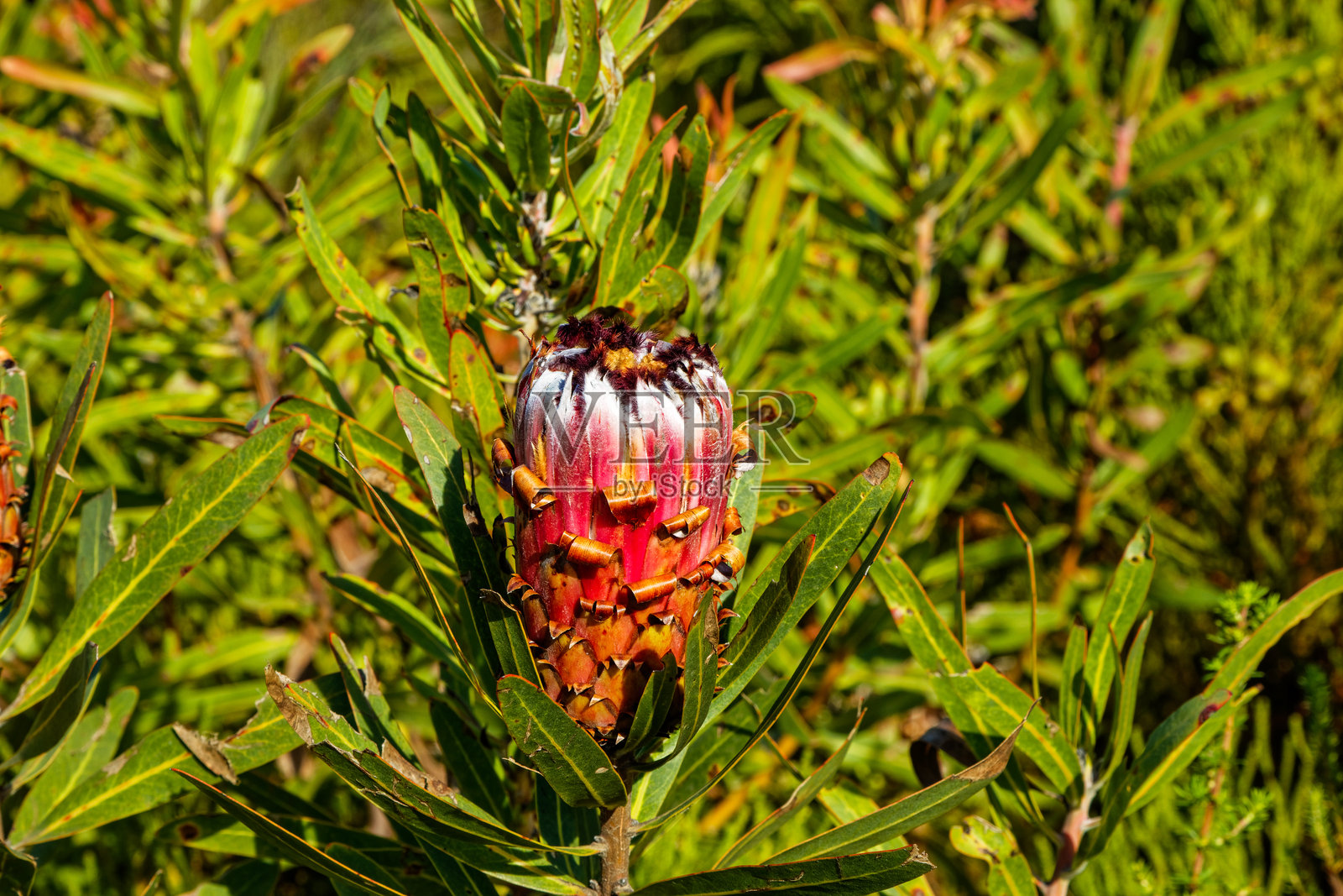 红花窄叶糖灌木照片摄影图片
