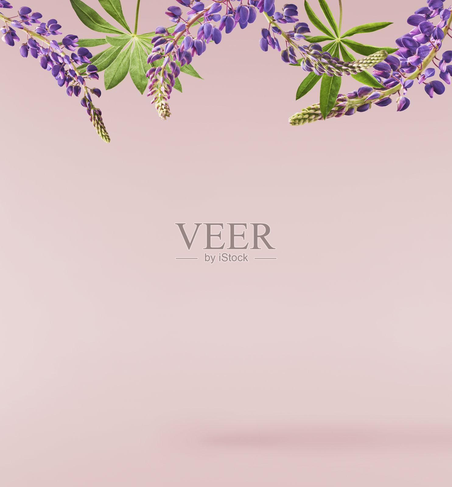 新鲜的羽扇豆盛开,美丽的紫色花朵在空中飘落,隔离在粉色背景上。零重力或悬浮春季花卉概念,高分辨率图像照片摄影图片