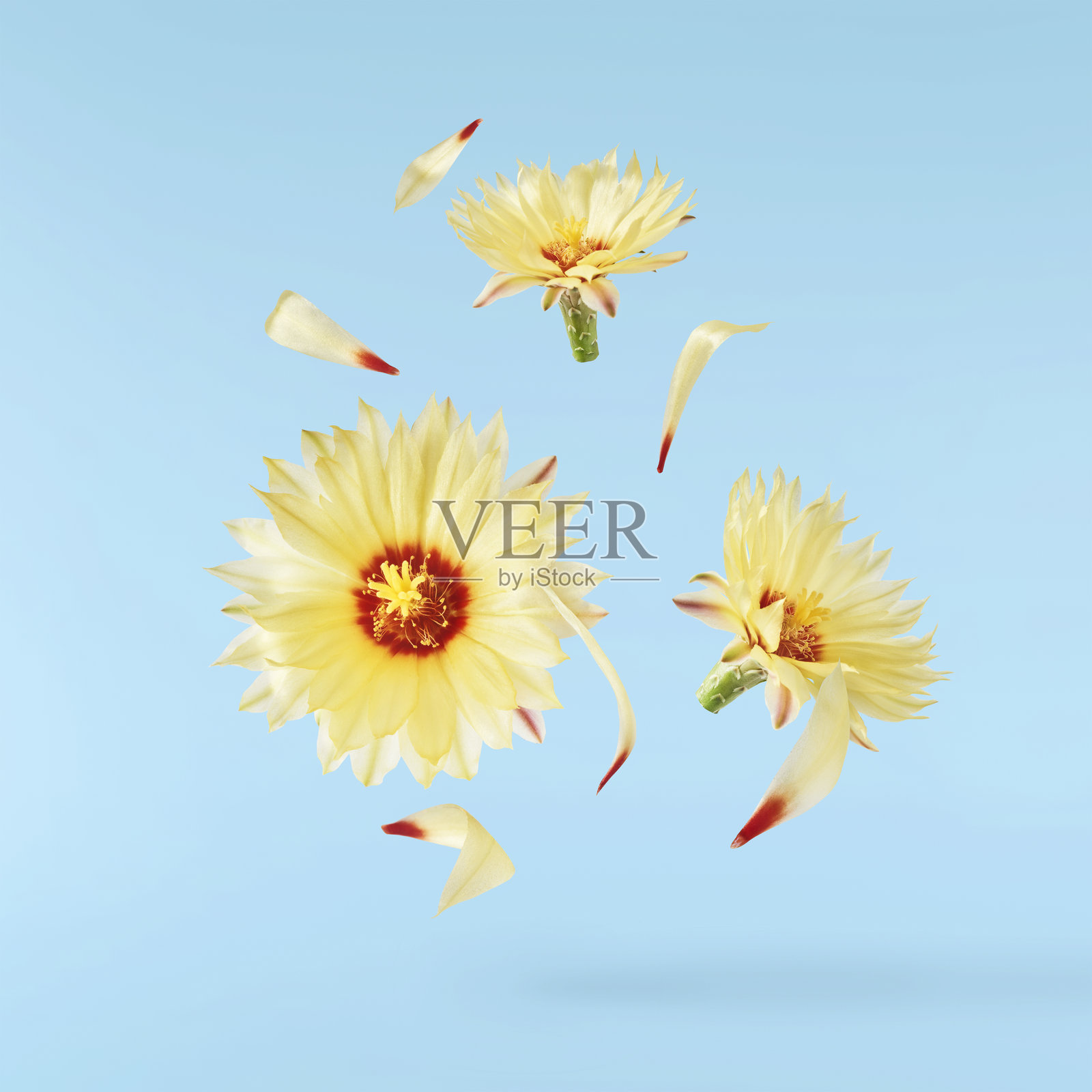 盛开的仙人掌花,美丽的黄花在空中飘落,孤立。照片摄影图片