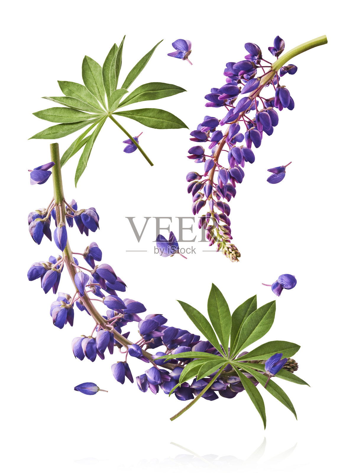 新鲜的鲁冰花,美丽的紫色花朵在空中飘落,孤立在白色背景上。零重力或漂浮的春季花卉概念,高分辨率图像照片摄影图片