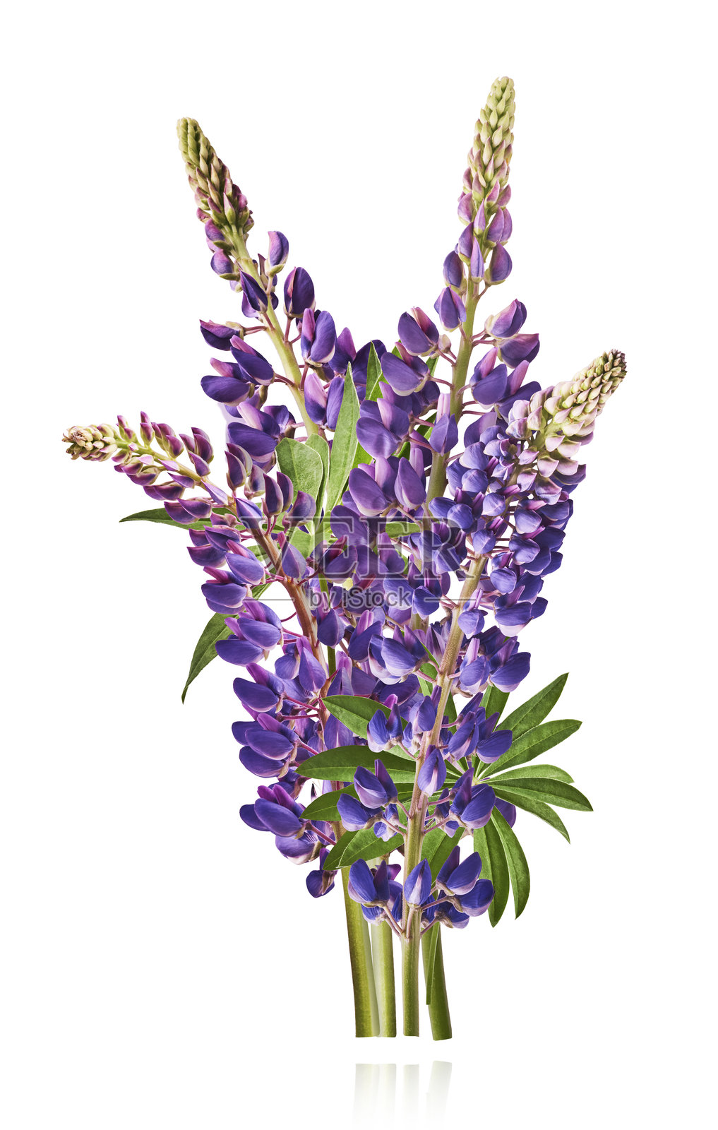 新鲜的羽扇豆花,美丽的紫色花朵漂浮在空中,孤立在白色背景上。零重力或悬浮春季花卉概念,高分辨率图像照片摄影图片