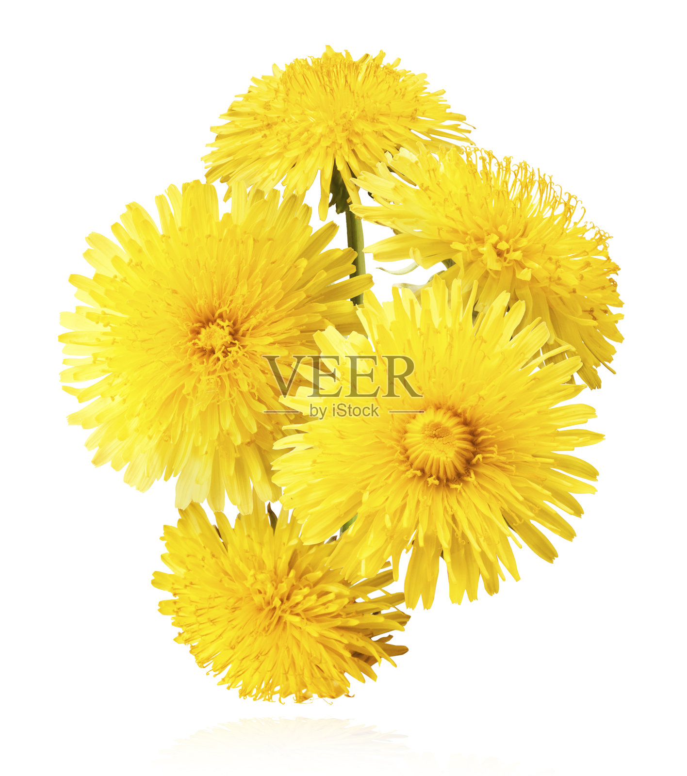 蒲公英的黄花照片摄影图片