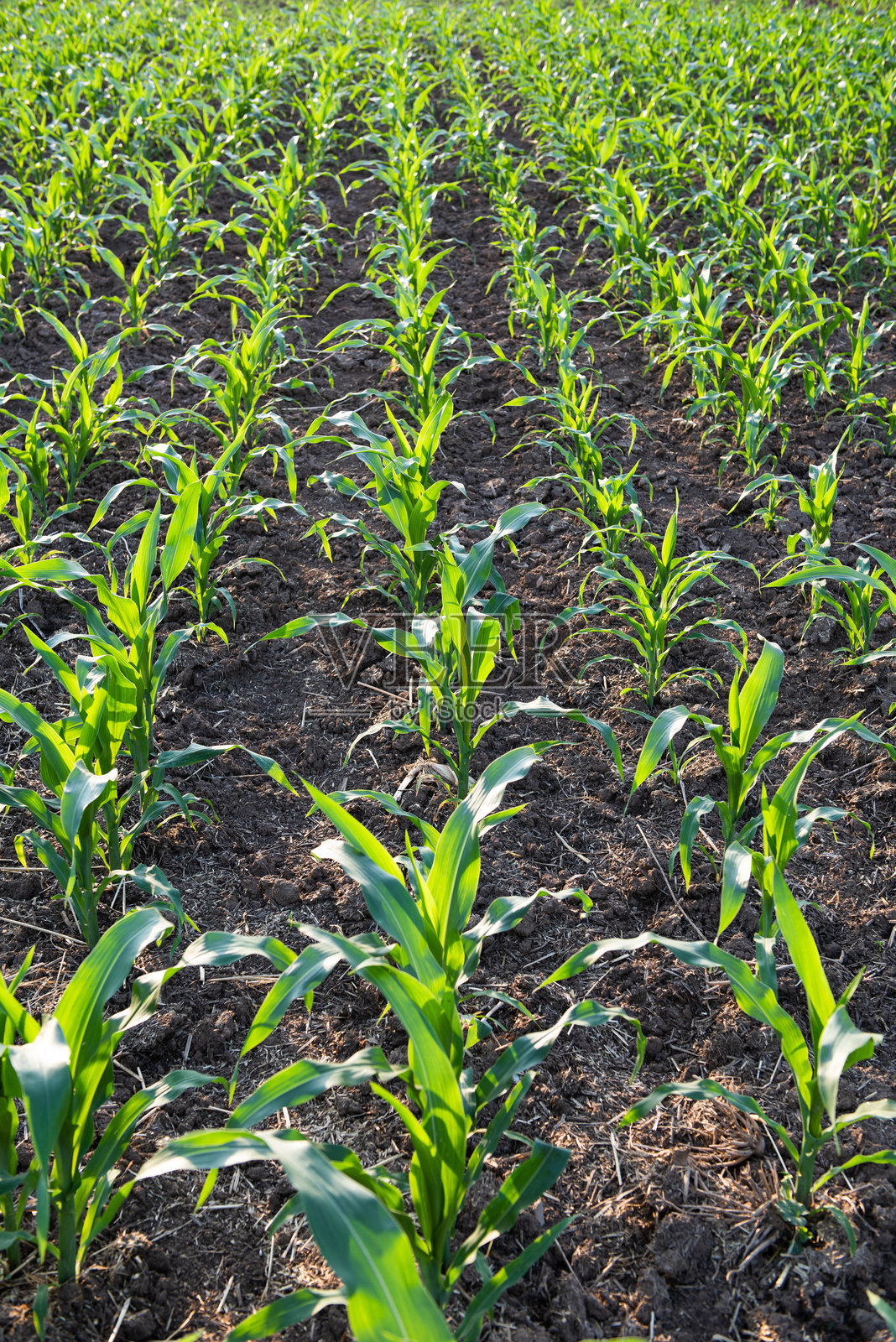 绿色玉米农业自然田野照片摄影图片