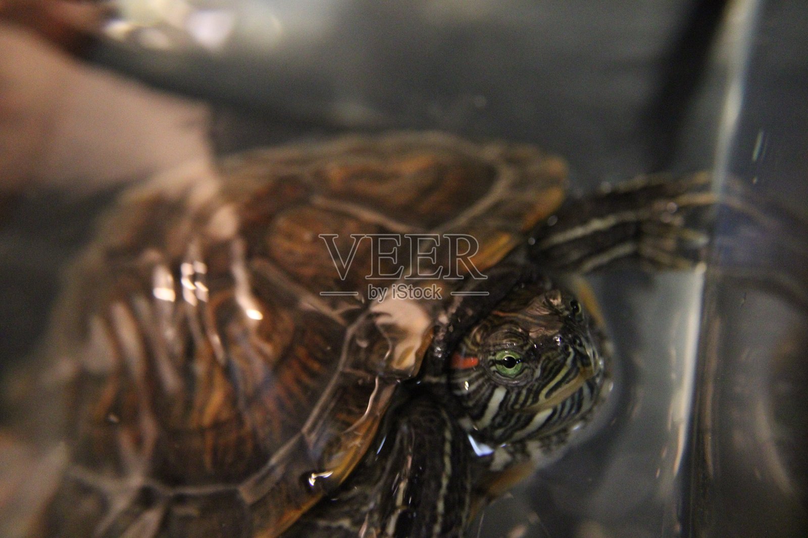 特写:水箱中的红耳龟照片摄影图片