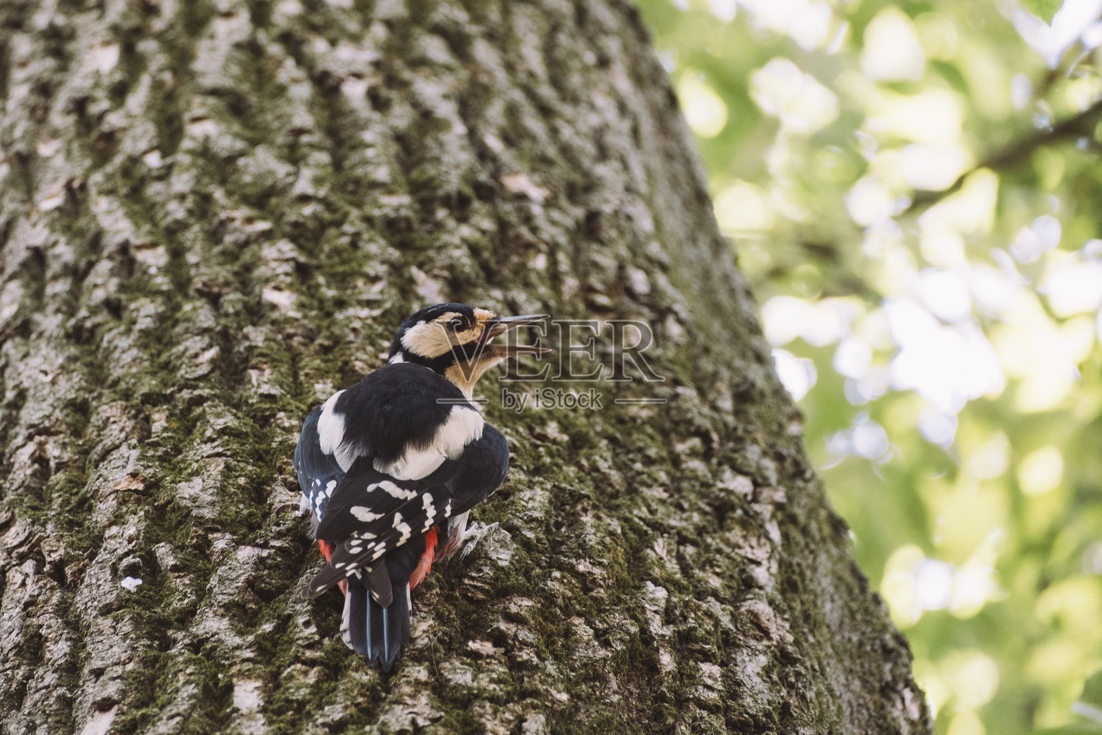 一只羽毛呈黑、白、红色的斑啄木鸟栖息在森林的树干上,大声鸣叫照片摄影图片