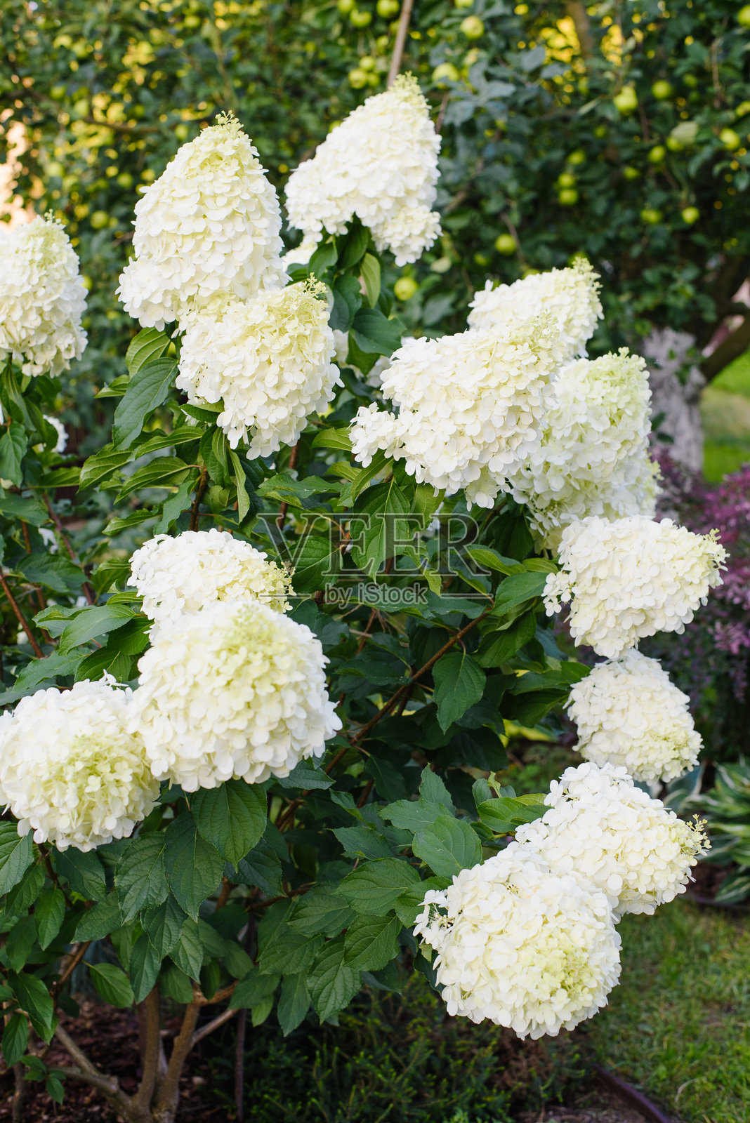 绿色背景衬托下的盛开的北极熊绣球花照片摄影图片