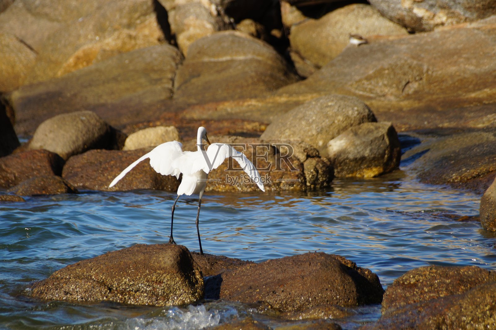 苍鹭在海边捕鱼。照片摄影图片