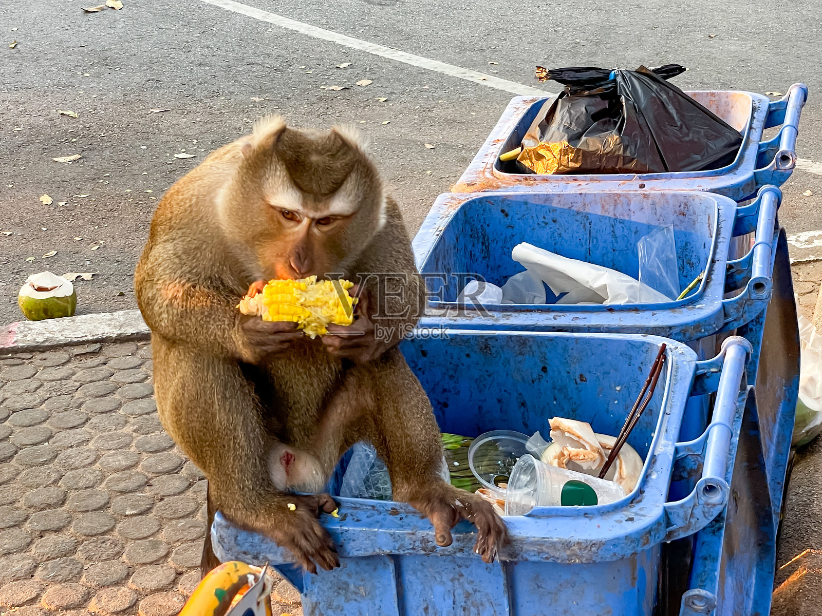 一只猴子站在垃圾桶上,旁边有玉米照片摄影图片