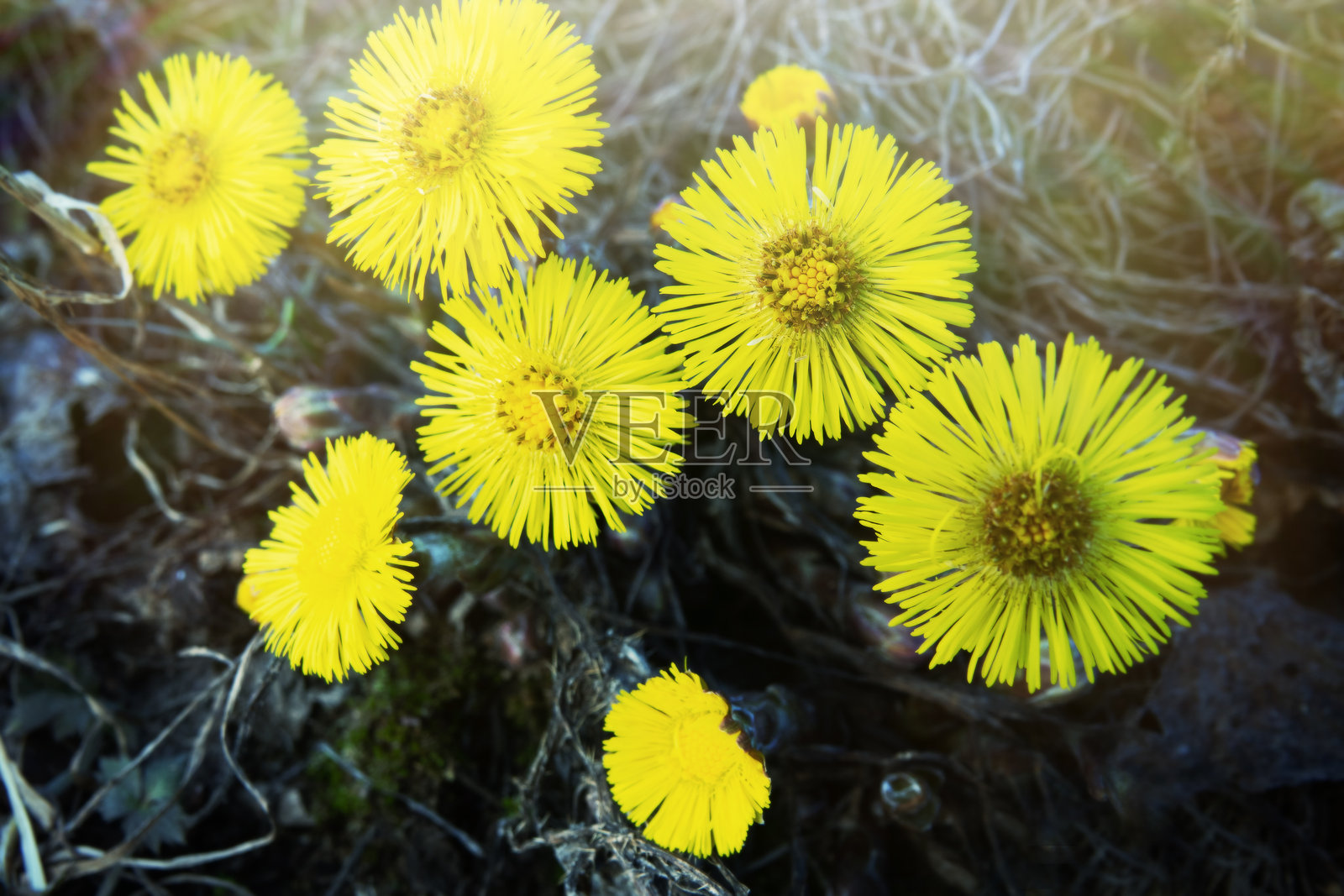 盛开的母菊和继母菊的花田照片摄影图片