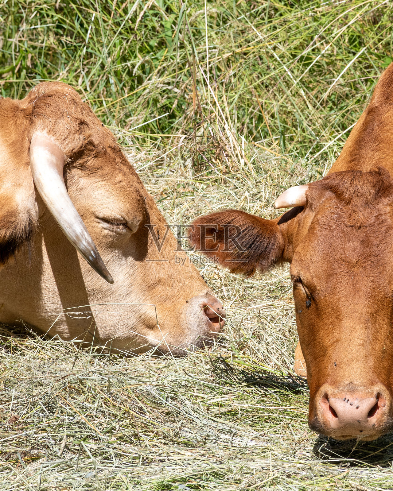 温暖的阳光下,宁静的午后,奶牛在草地上安详地休息照片摄影图片
