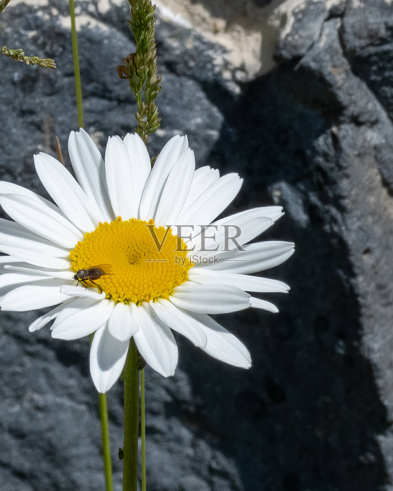 阳光明媚的日子里,一只蜜蜂停留在花心为黄色的白色雏菊上,背景是岩石照片摄影图片