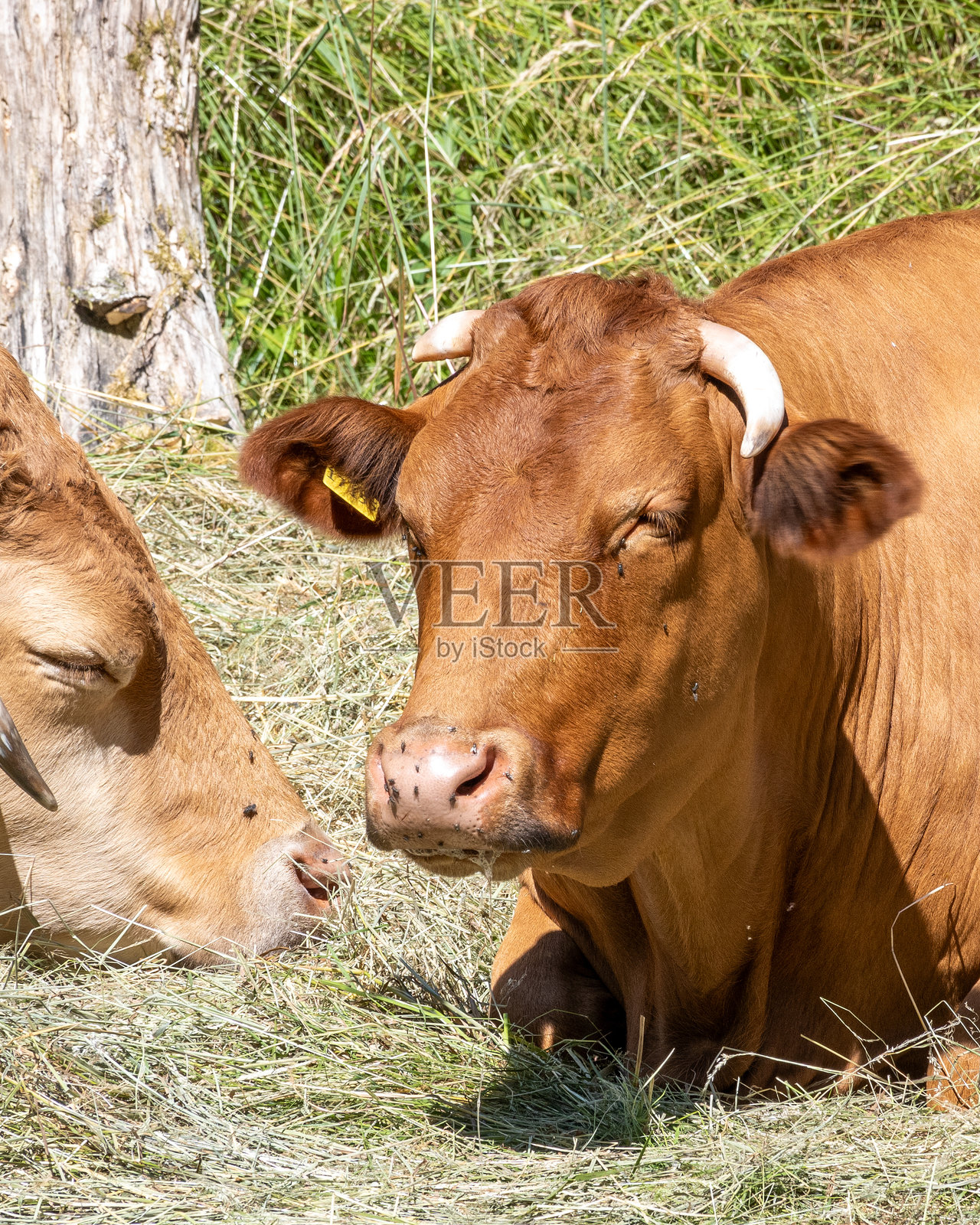 温暖的午后,棕色奶牛在青翠的草地上悠闲地休息照片摄影图片