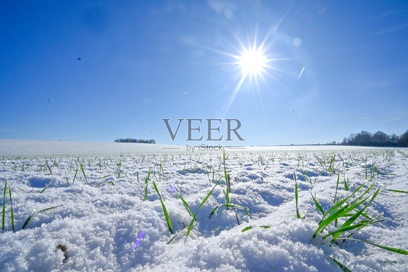 霜照片摄影图片