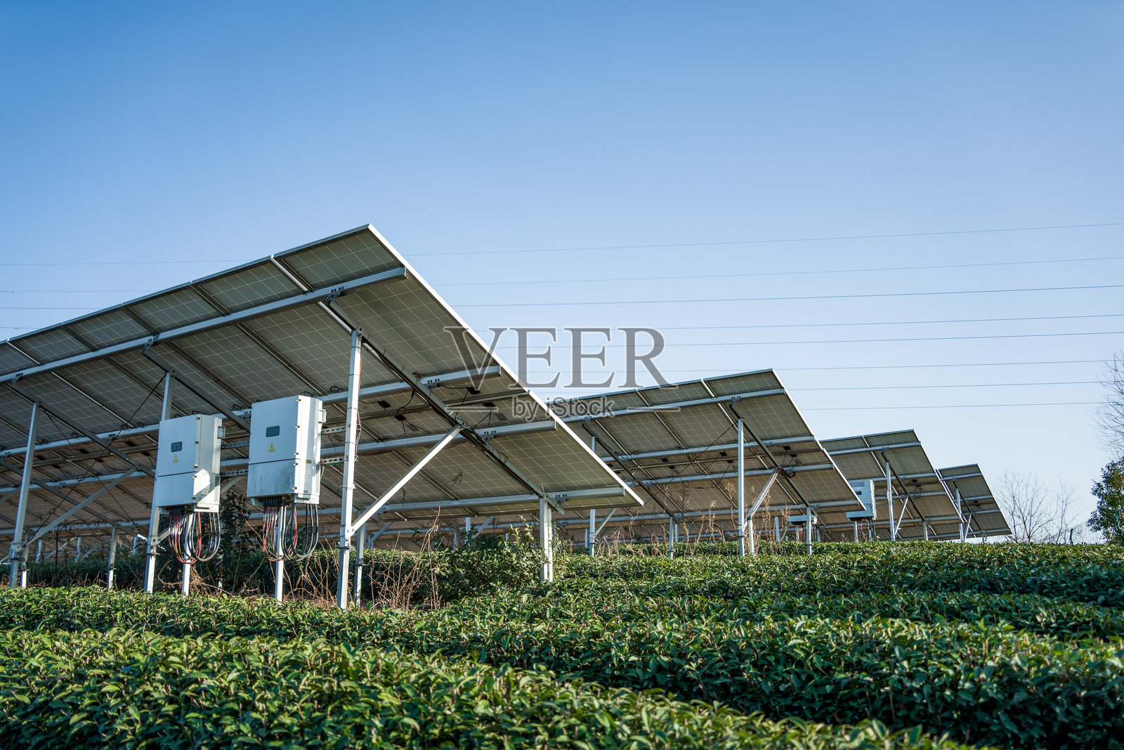 茶园上方架设光伏板发电设施照片摄影图片