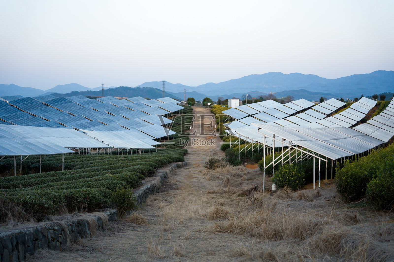 茶园间架设光伏板的清洁能源景观照片摄影图片