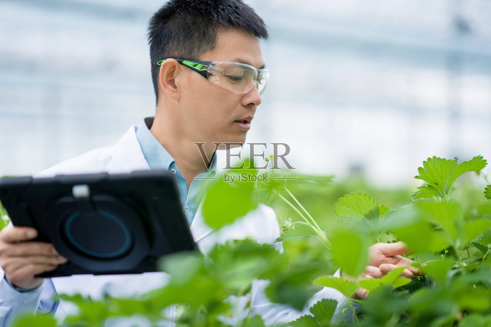 科研人员戴护目镜用平板检测草莓植株照片摄影图片