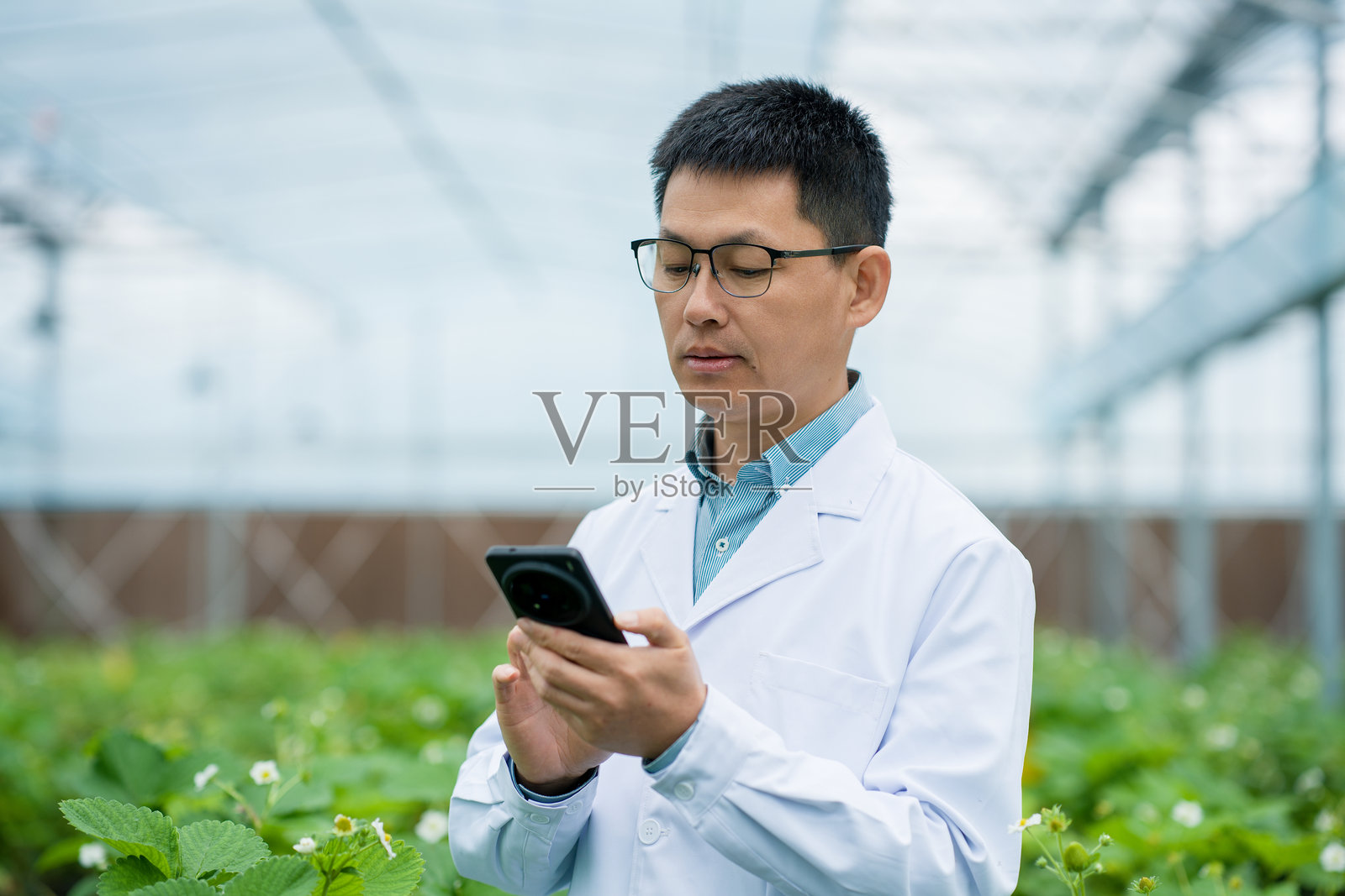 温室中科研人员手持手机查看数据照片摄影图片