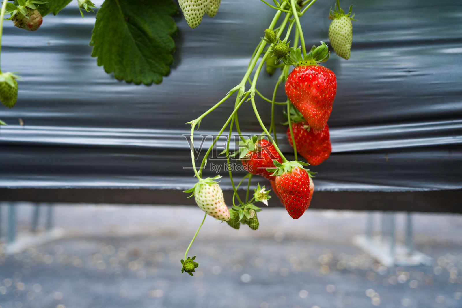 悬挂式草莓种植园成熟果实特写照片摄影图片