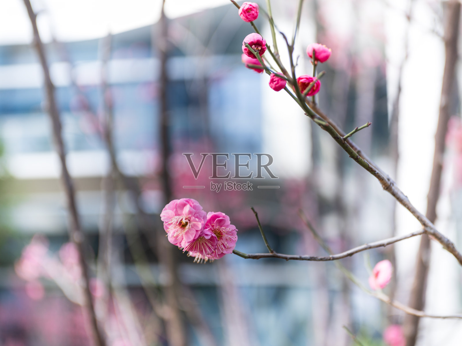 粉红梅花枝头绽放背景虚化照片摄影图片