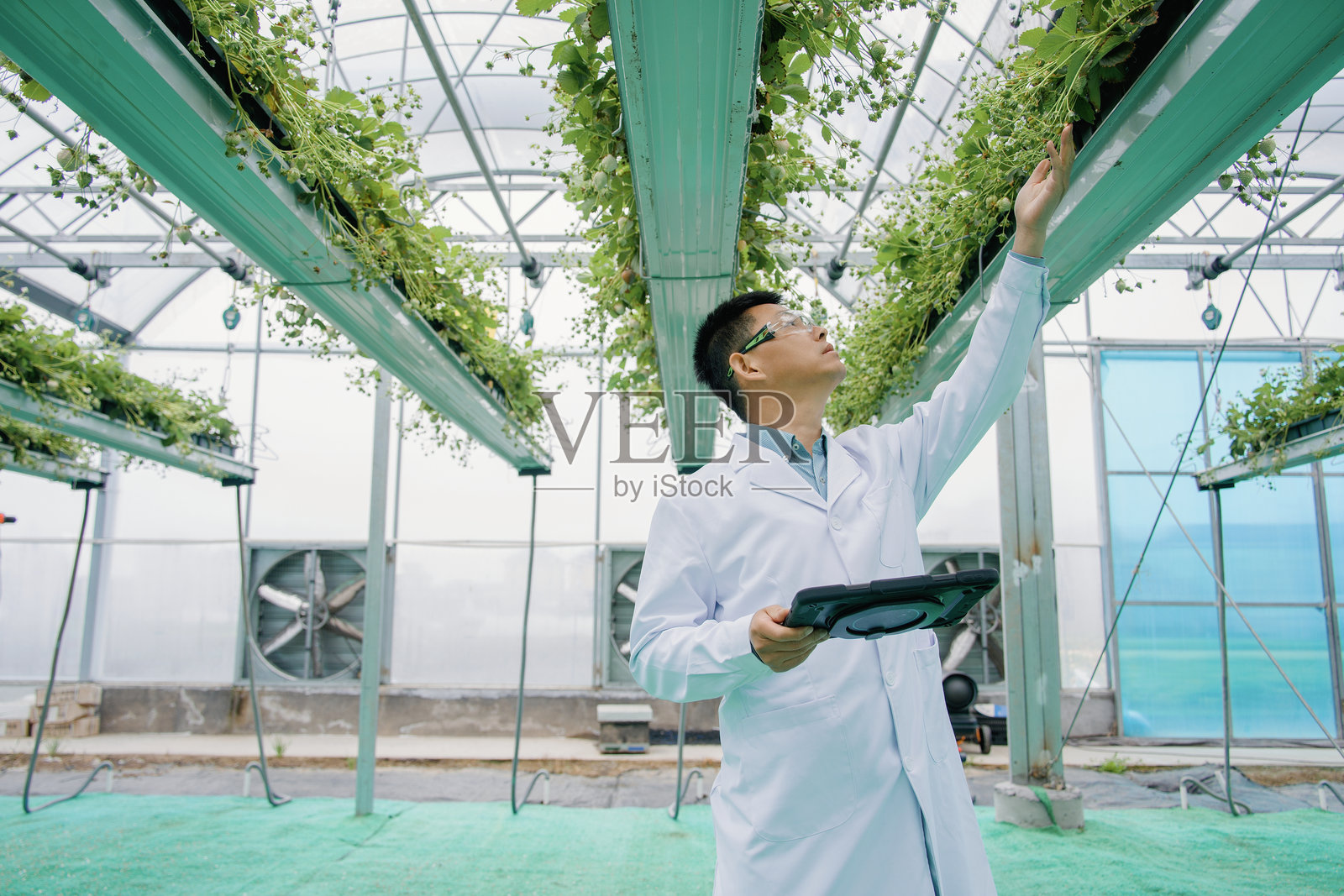 科研人员温室检查垂直种植草莓植株照片摄影图片