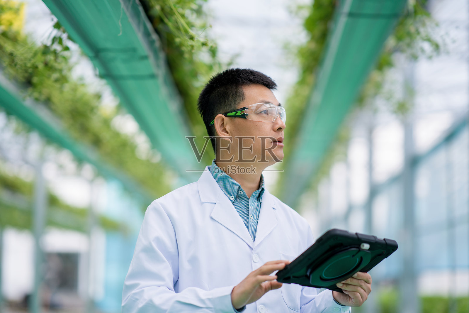 科研人员温室中手持平板观察植物照片摄影图片