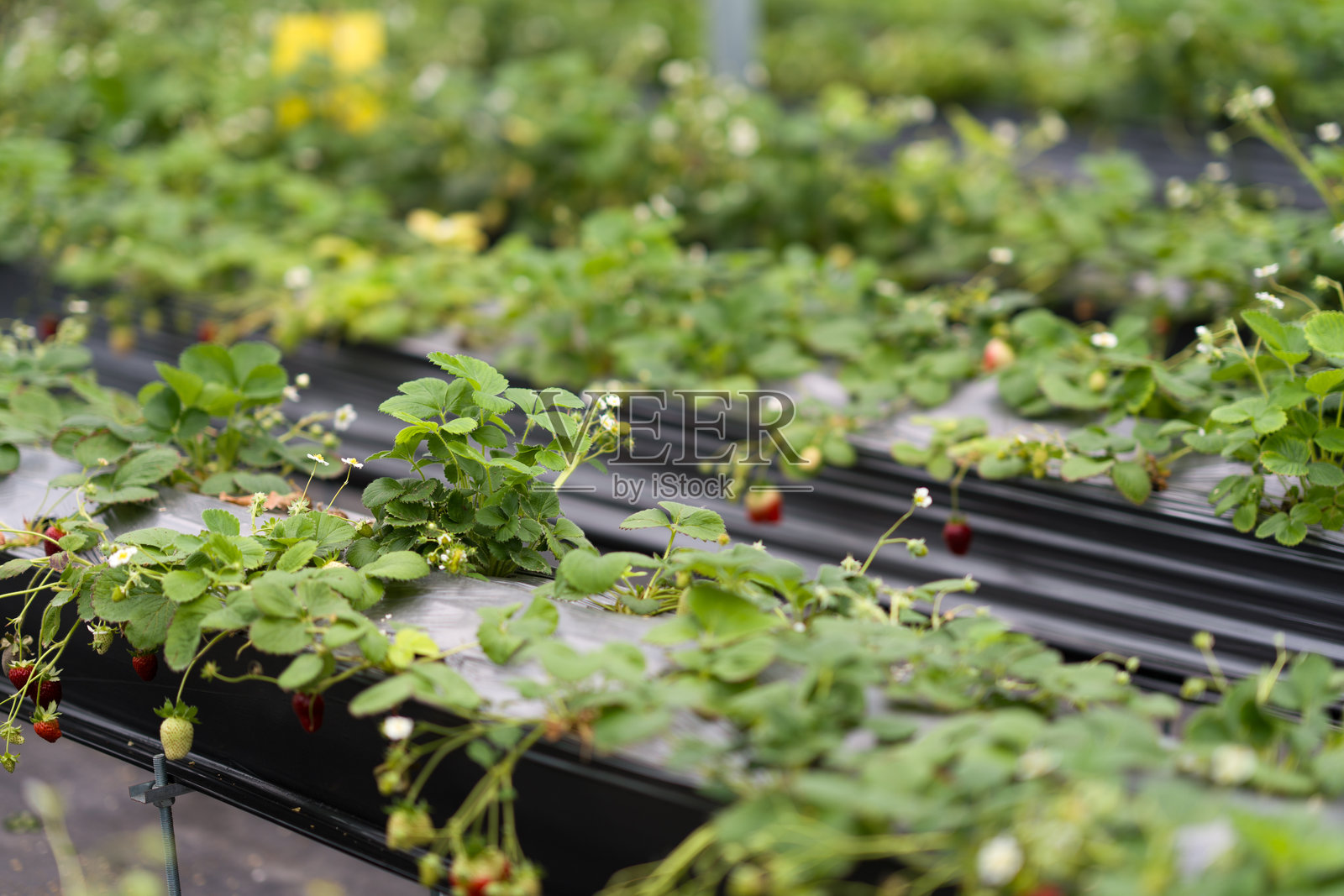 黑色地膜覆盖草莓种植园植株果实照片摄影图片